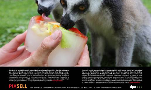 Bilo im vruće: I mali lemuri se osvježili sladoledom