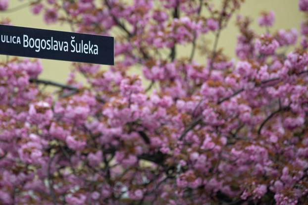 24sata Zagreb: Japanske trešnje u Ulici Bogoslava Šuleka