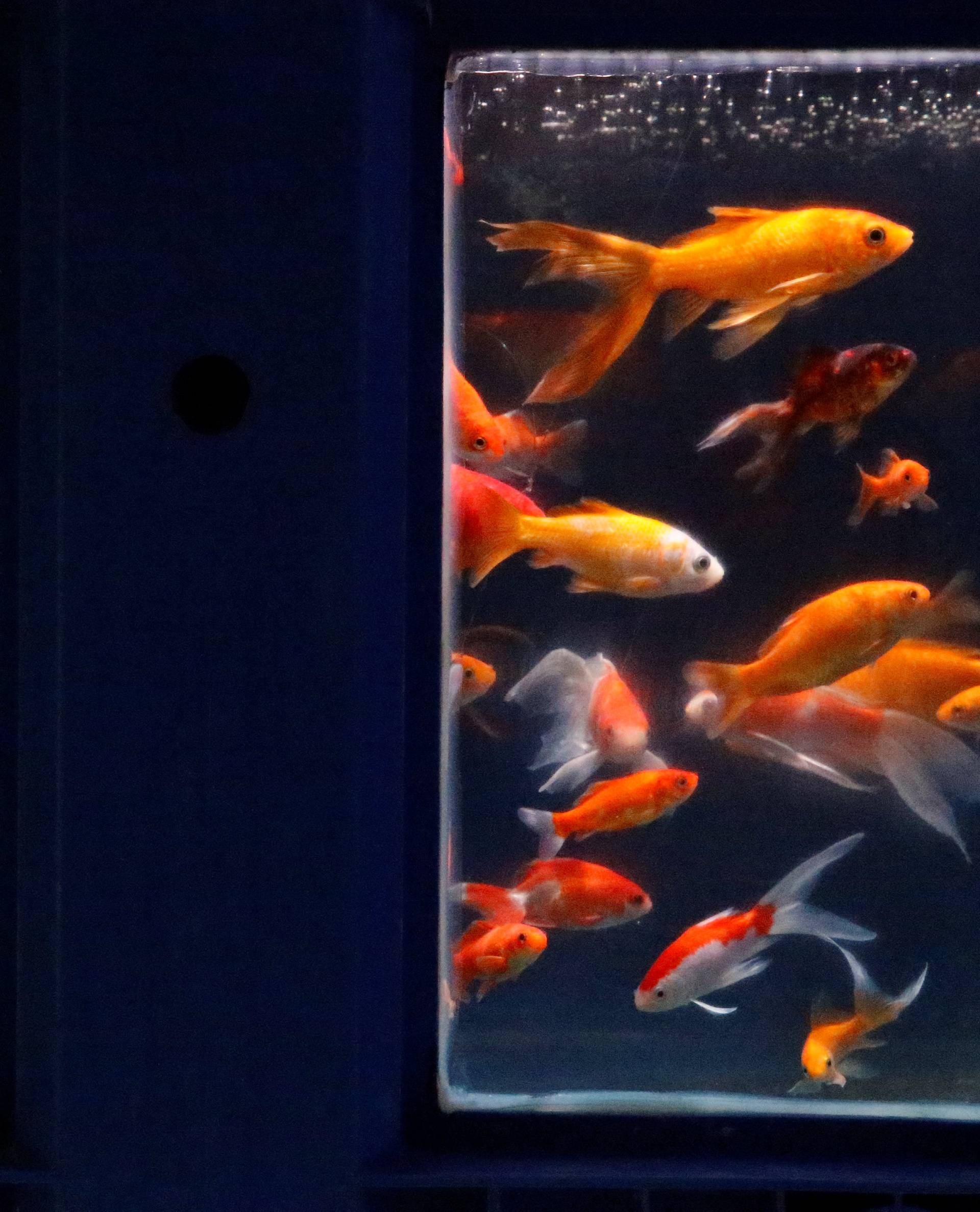 Goldfish are seen in a quarantaine basin as Paris aquarium launched an operation to take care of hundreds of goldfish abandoned by French holiday-makers, in Paris