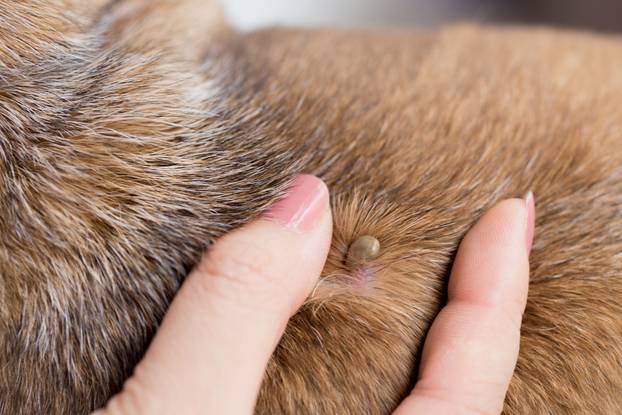 Tick,On,The,Dog