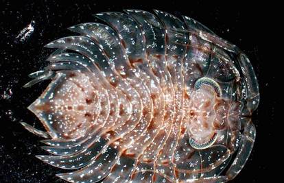 Neviđene "svemirske" životinje iz dubina mora