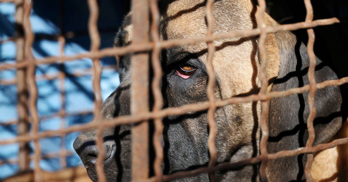 Breeders in South Korea desperate as government bans dog meat sales