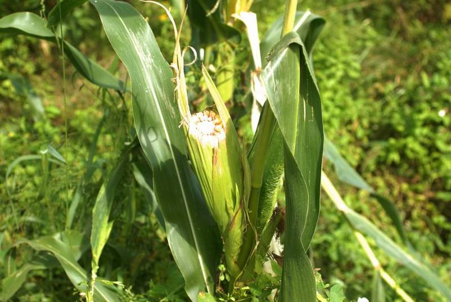 Anđelko Suhodolčan