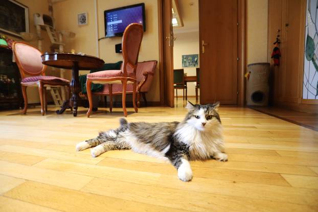 Miško ostaje prvi mačak Grada Rijeke i tijekom mandata Ive Rinčić