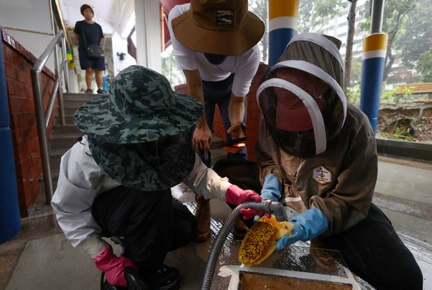 Bee rescuer Clarence Chua films as teammate Marie James and Jian Ping vacuum bees from a honeycomb before relocating them to an apiary in Singapore