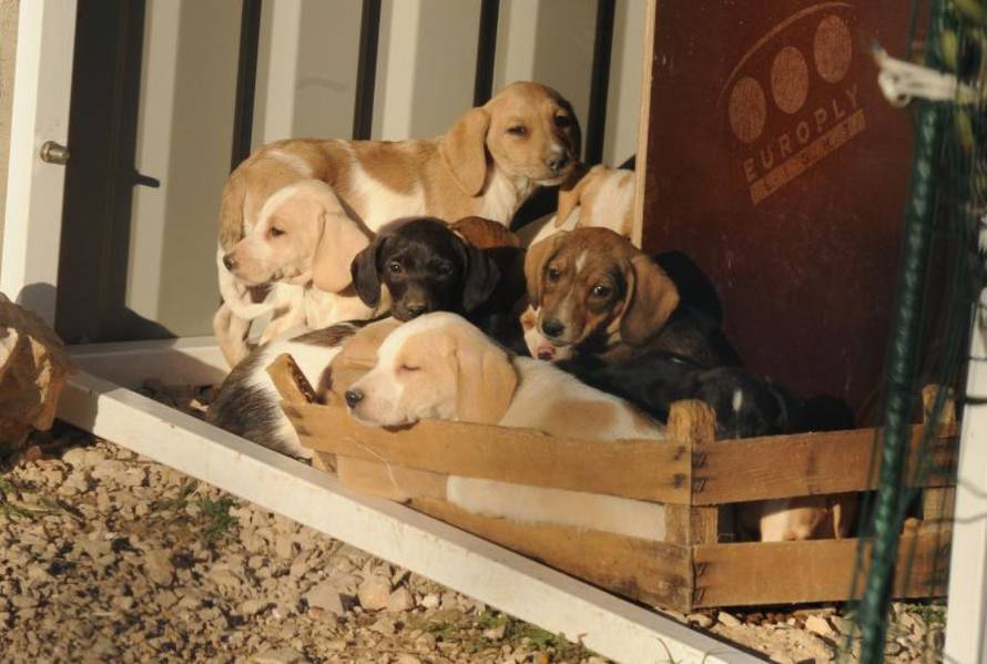 Hrvoje Jelavić/Pixsell