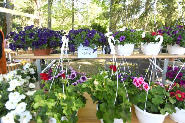 Daruvar: Sajam cvijeća, bilja i sadnica privukao mnogobrojne posjetitelje