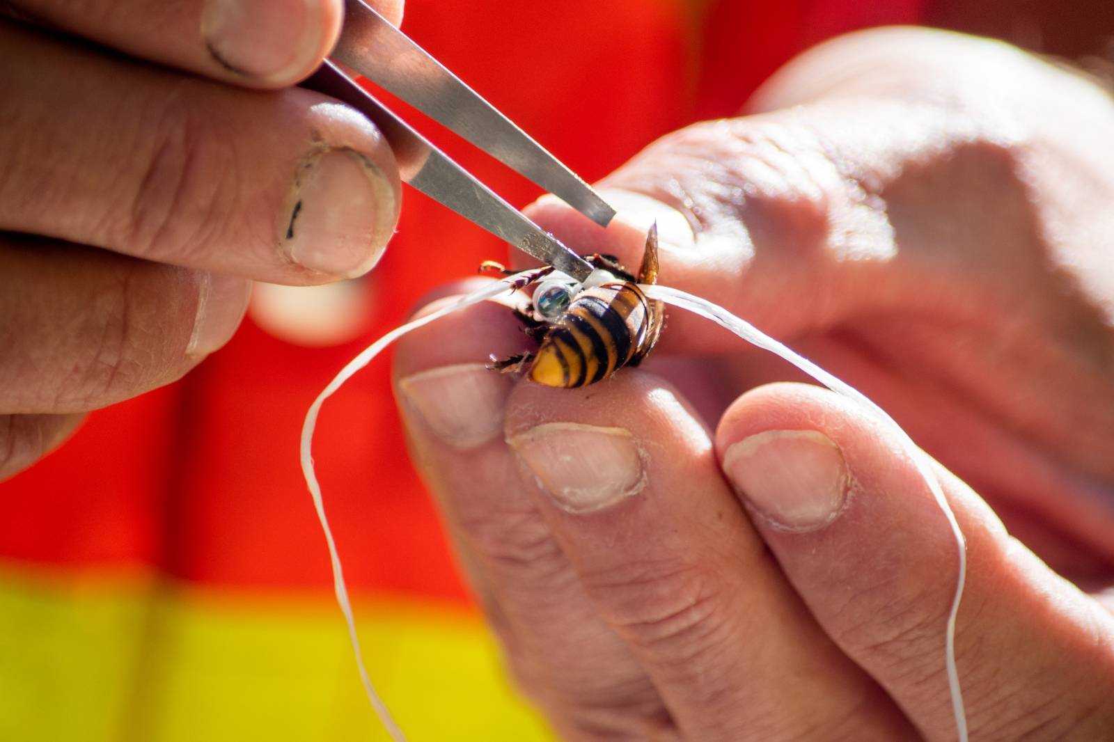 A radio tracking device is fitted by Washington State Department of Agriculture (WSDA) entomologists on an Asian giant hornet near Blaine