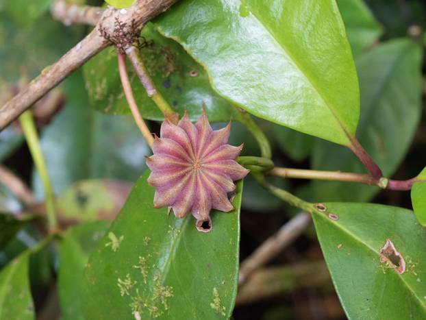 Star Anise Plant