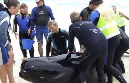 Australija: Volonteri spašavaju nasukane kitove