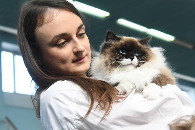 Bjelovar: Međunarodna izložba pasminskih mačaka u organizaciji Saveza felinoloških društava Hrvatske
