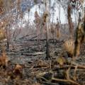 Od 2004. uništili smo prašume s površinom većom od Njemačke