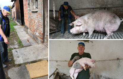 Marijan uveo rigorozne mjere zaštite da spasi svoje svinje: 'Prskam sve živo da ih zaštitim'