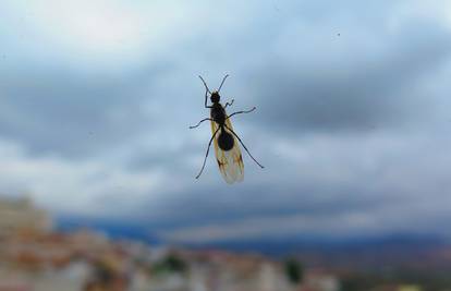 Kako se riješiti letećih mrava?