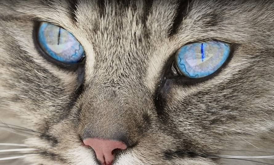 Riješite 'mačka' test i otkrijte jeste li introvert ili ekstrovert