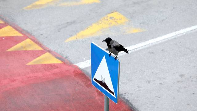 Zagreb: Borba vrana za mjesto na prometnim znakovima kako bi lakše došle do hrane