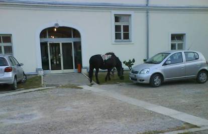 Konja je 'parkirao' ispred gradske uprave u Petrinji