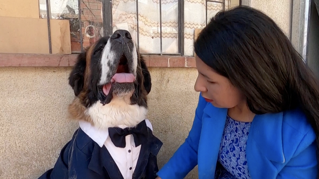 VIDEO Leptir mašna i odijelo: U Boliviji pse pripremaju za odlazak u crkvu po blagoslov