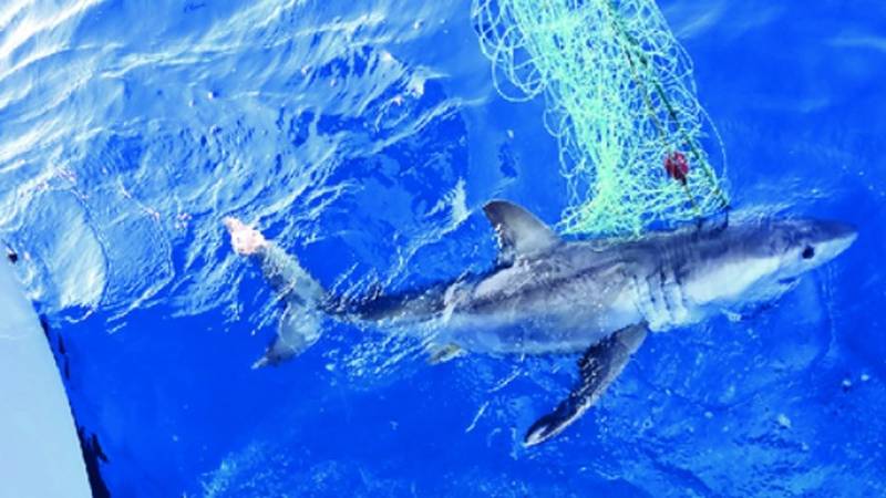 NOVO ISTRAŽIVANJE Velike bijele psine se vraćaju u Jadran, idealan je za razmnožavanje?