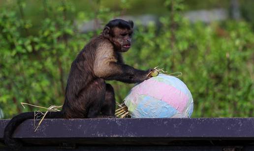 FOTO Ma preslatko! Pogledajte kako se &zcaron;ivotinje u ZOO u Zagrebu igraju s pisanicama