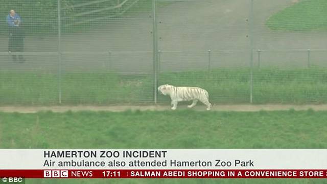 Panika u zoološkom vrtu: Tigar u nastambi ubio timariteljicu