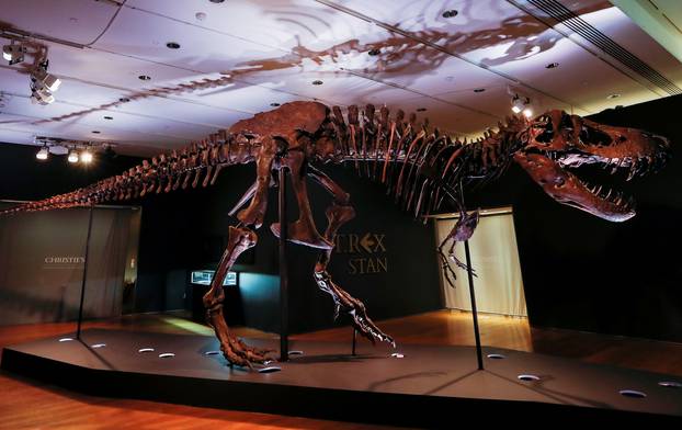 Tyrannosaurus Rex skeleton "STAN" on display ahead of being auctioned by Christie
