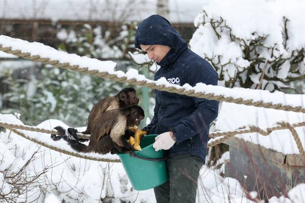 Zagreb: Snježno prijepodne u zoološkom vrtu