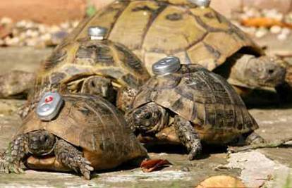 Ljubiteljica životinja pratila odbjegle kornjače