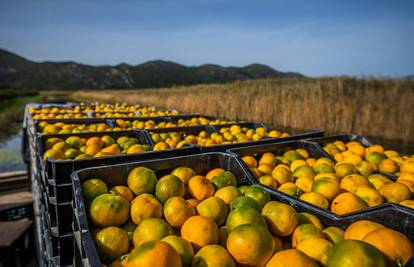 Uništili hrpu mandarina: 'Već 20 godina koristimo taj pesticid i sad je odjednom otrovan...'