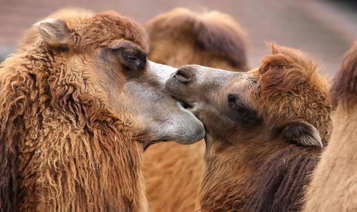 Zagrebački ZOO časti povodom Valentinova: Dođite u paru i platite samo jednu ulaznicu