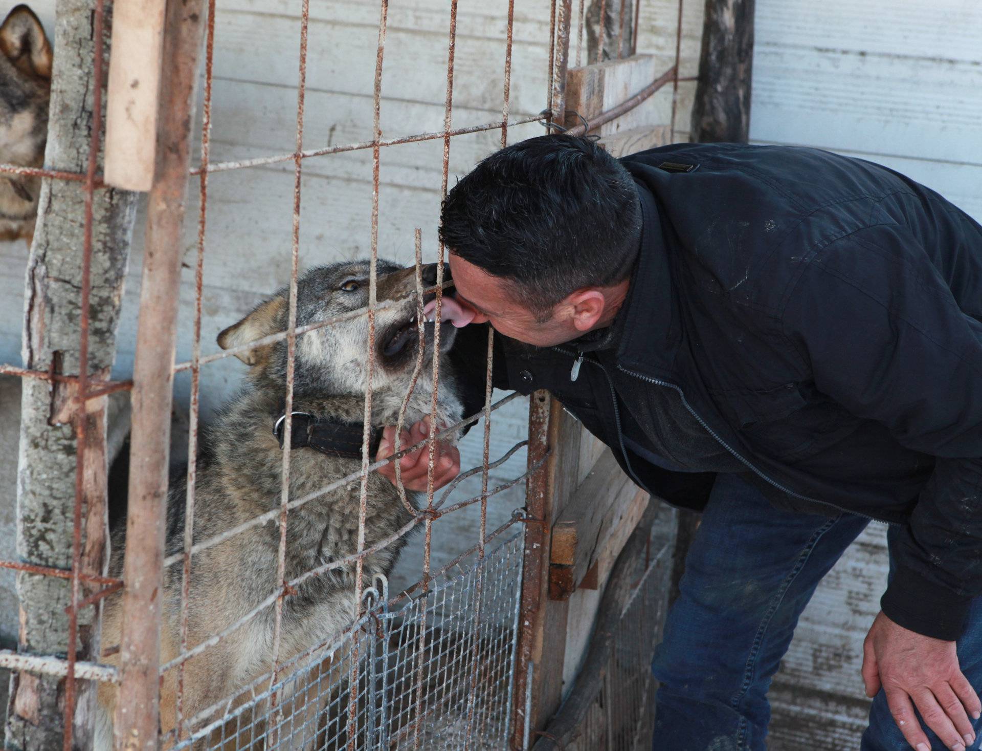 Rexha plays with his wolf 'Trump' in Gjakova