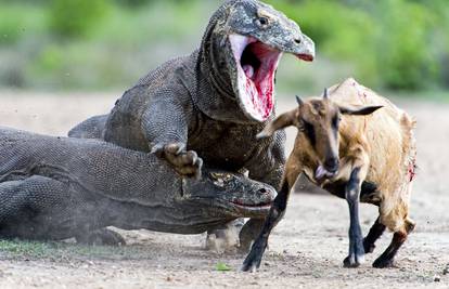 Kao u Jurskom parku: Komodo zmajevi ulovili i rastrgali kozu