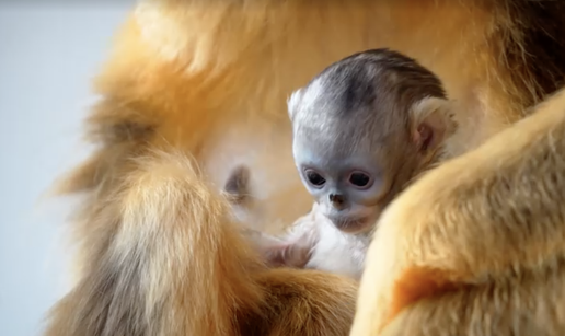 &Scaron;TO JE CAKANI U Belgiji se rodio malac koji je ugro&zcaron;ena vrsta
