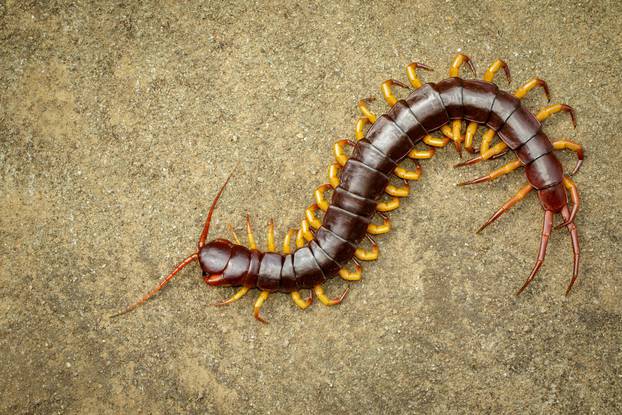 Image of centipedes or chilopoda on the ground. Animal. poisonou