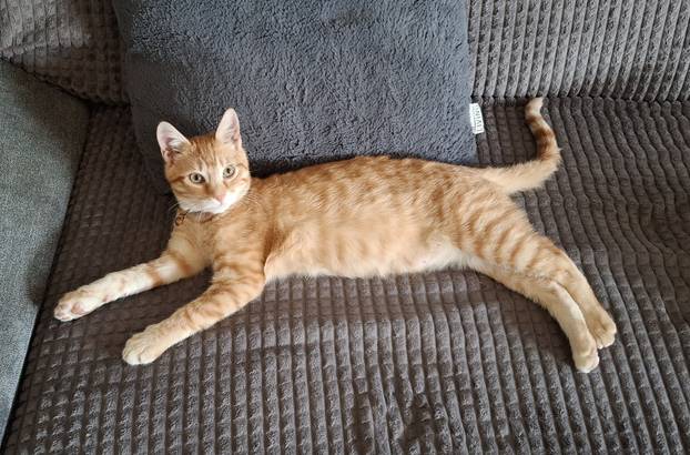 SUPER FOTKE vaših ljubimaca! Neki bi mogli biti viralni hit, ali svi su jednostavno neodoljivi