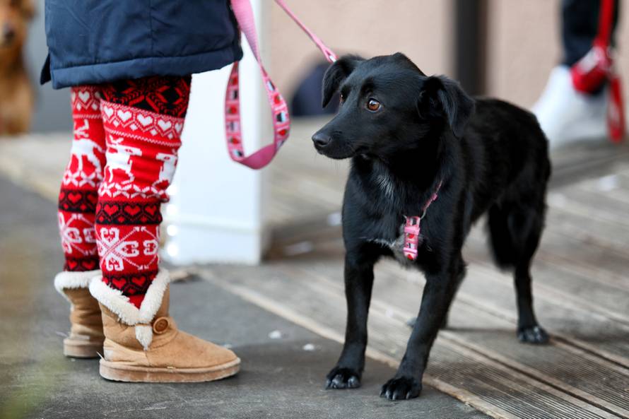 U Crikvenici održan Dog New Year's party, novogodišnji party za četveronožne ljubimce