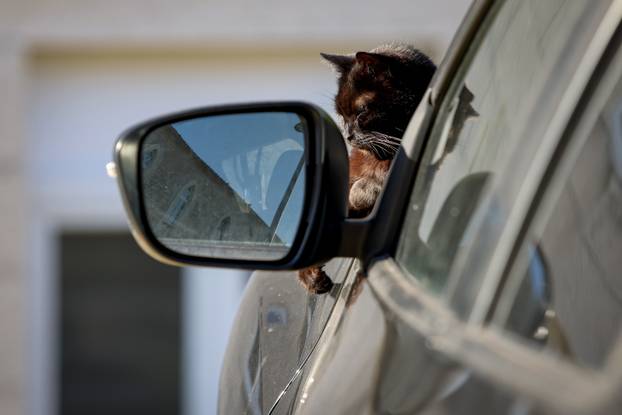 Zadar: Mace uživaju u sunčanom danu