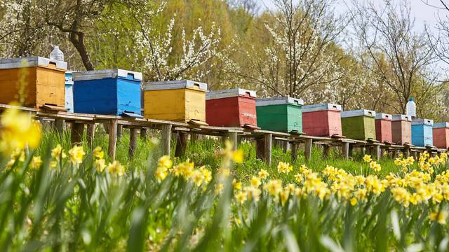 'Nestanu li pčele s planeta Zemlje, čovjeku kao vrsti ostaje oko četiri godine života'
