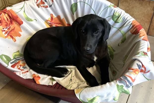 FOTO Ovo su oduzeti psi iz romskog naselja. U jednom danu spasili ih 37! Udomite ih