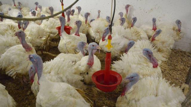 Ptičja gripa potvrđena u Koprivničko-križevačkoj županiji