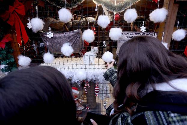 24sata Rijeka: Advent za mačke u Kitten Safe House