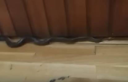 Djeca ušla u školsku dvoranu i zatekla zmiju dugu par metara