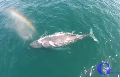 Iz zraka snimio kita kako izbacuje- dugu! 