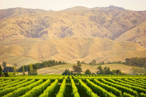 Row of beautiful grape yard before sunset with mountain in Blenh