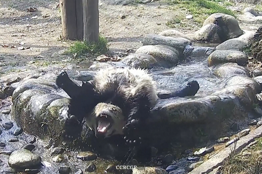 Panda ulovljena u opuštajućem trenutku