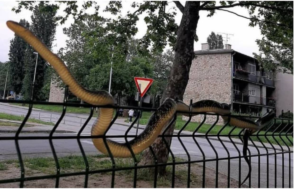 Zatekla veliku zmiju kraj parka u Dubravi: 'Prepala sam se, pa bila je ogromna! Tu je i škola'