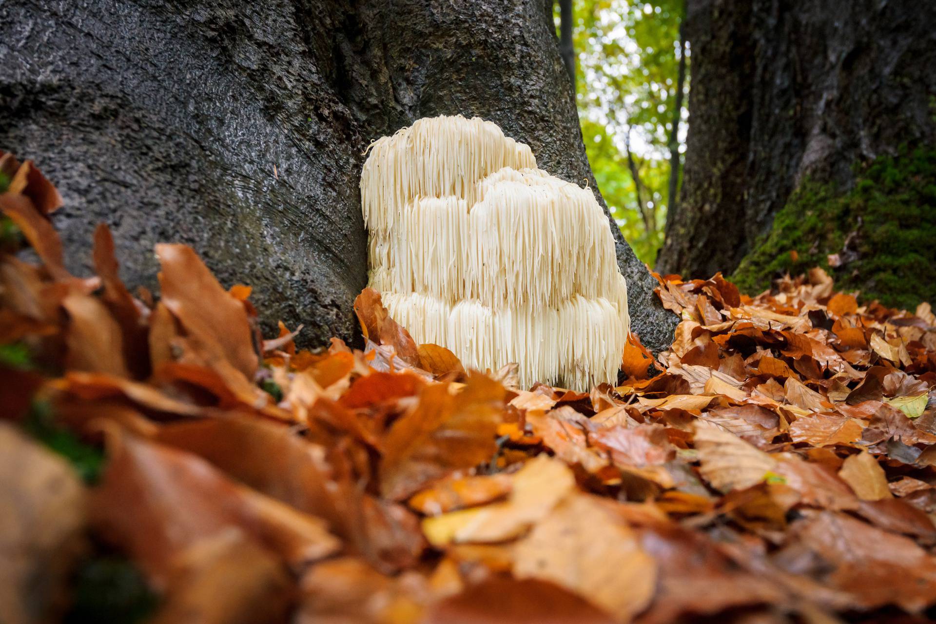 Rare Lion's mane mushroom in a Dutch forest