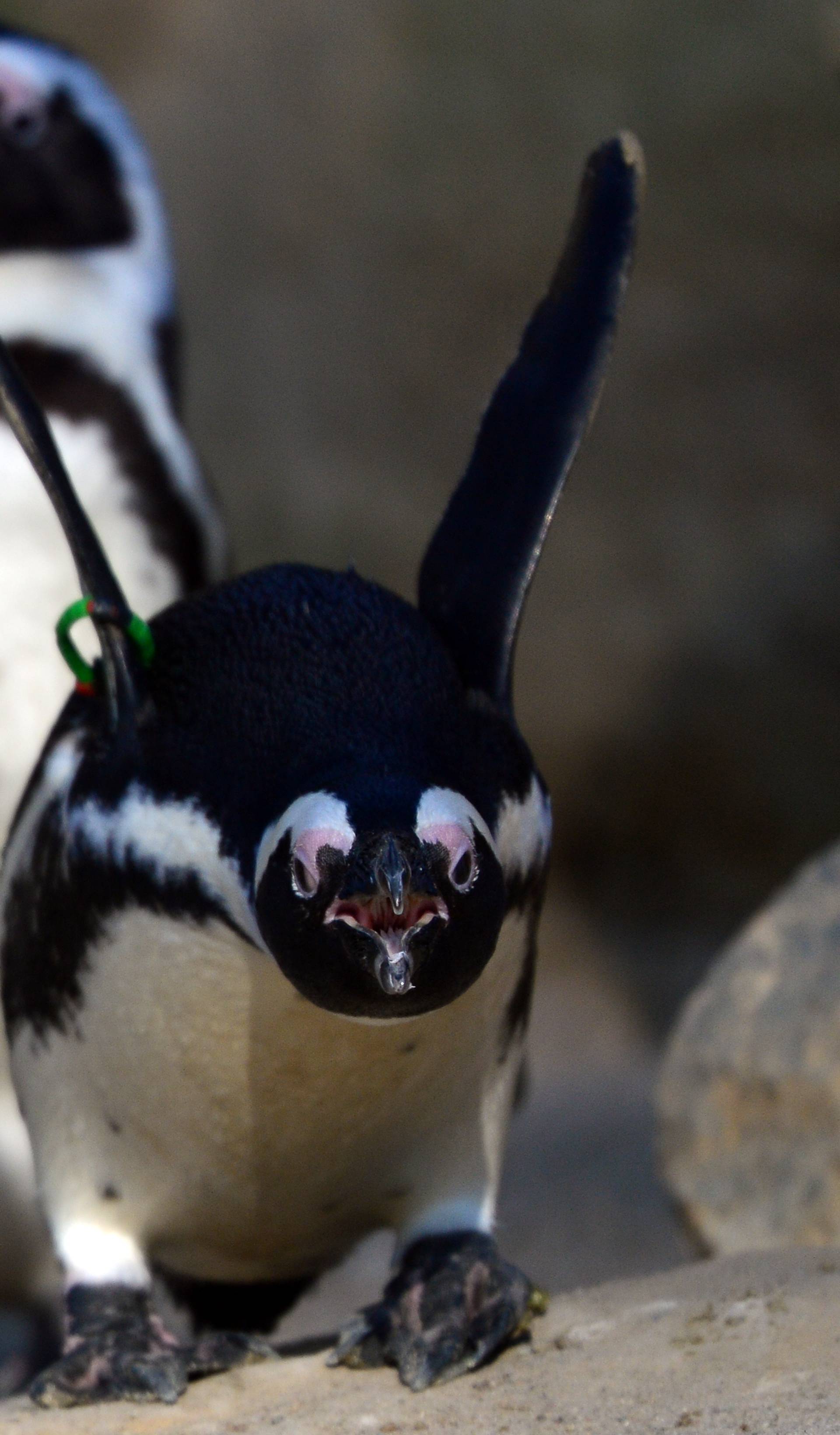 African penguins at the Berlin Zoo