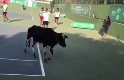 Što su igrali, igrali su: Teniski meč u Indiji prekinula je krava!