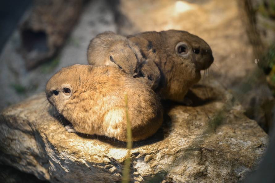 24sata Zagreb: Rodilište u Zoološkom vrtu